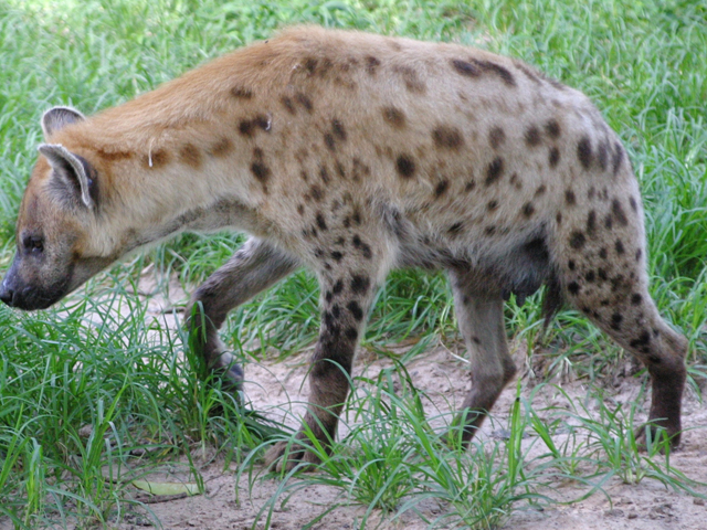 Abuko Nature Reserve