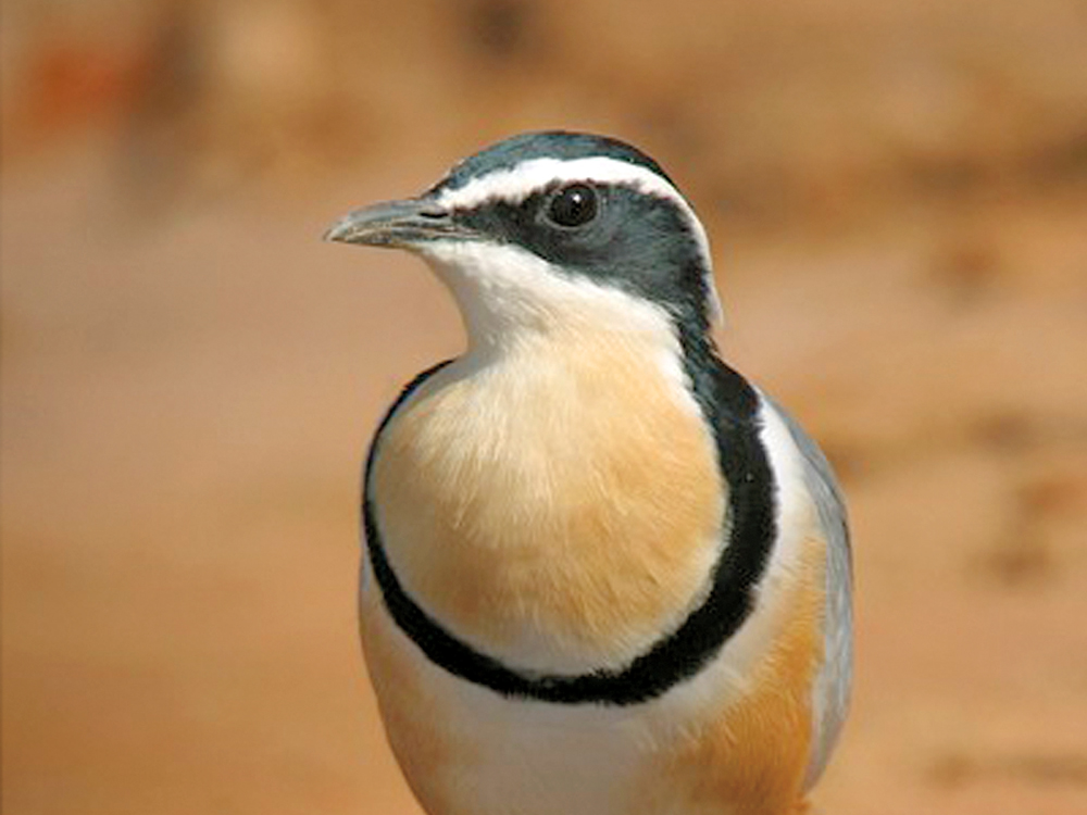 Nature groups & bird watching